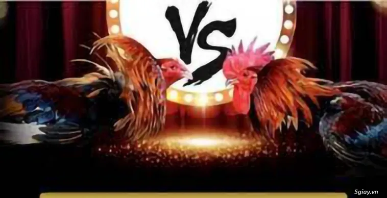 Hướng Dẫn Chơi Đá Gà WS168 Tại W88 Chi Tiết Cho Người Mới 2 Hướng Dẫn Chơi Đá Gà WS168 Tại W88 Chi Tiết Cho Người Mới