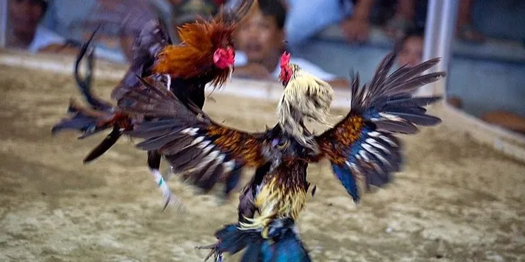 Đá Gà W88: Sân Chơi Cá Cược Kịch Tính Và Đẳng Cấp Nhất 2025